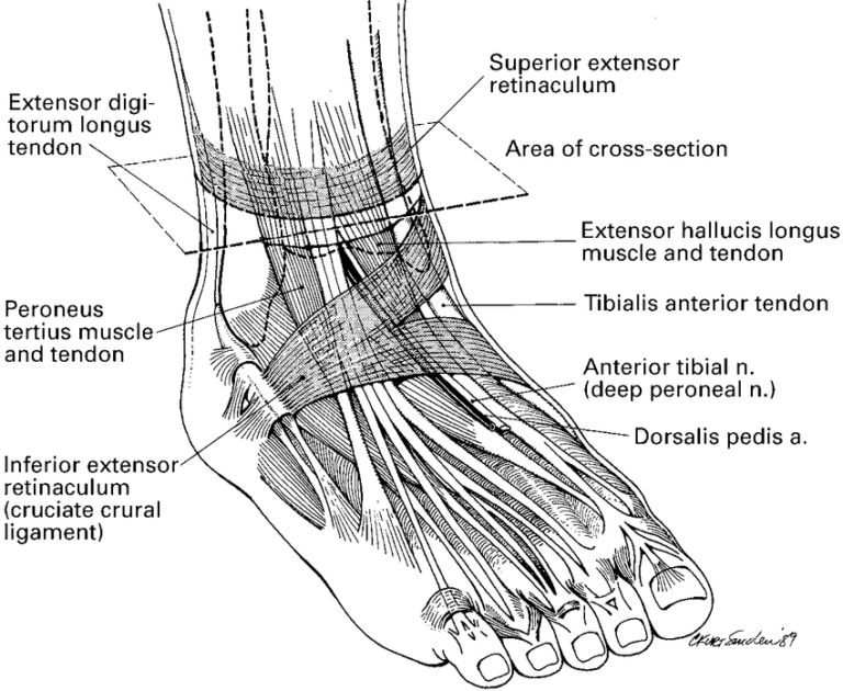 Distal anterior tibial or dorsalis pedis artery - Andreas M Lazaris, MD